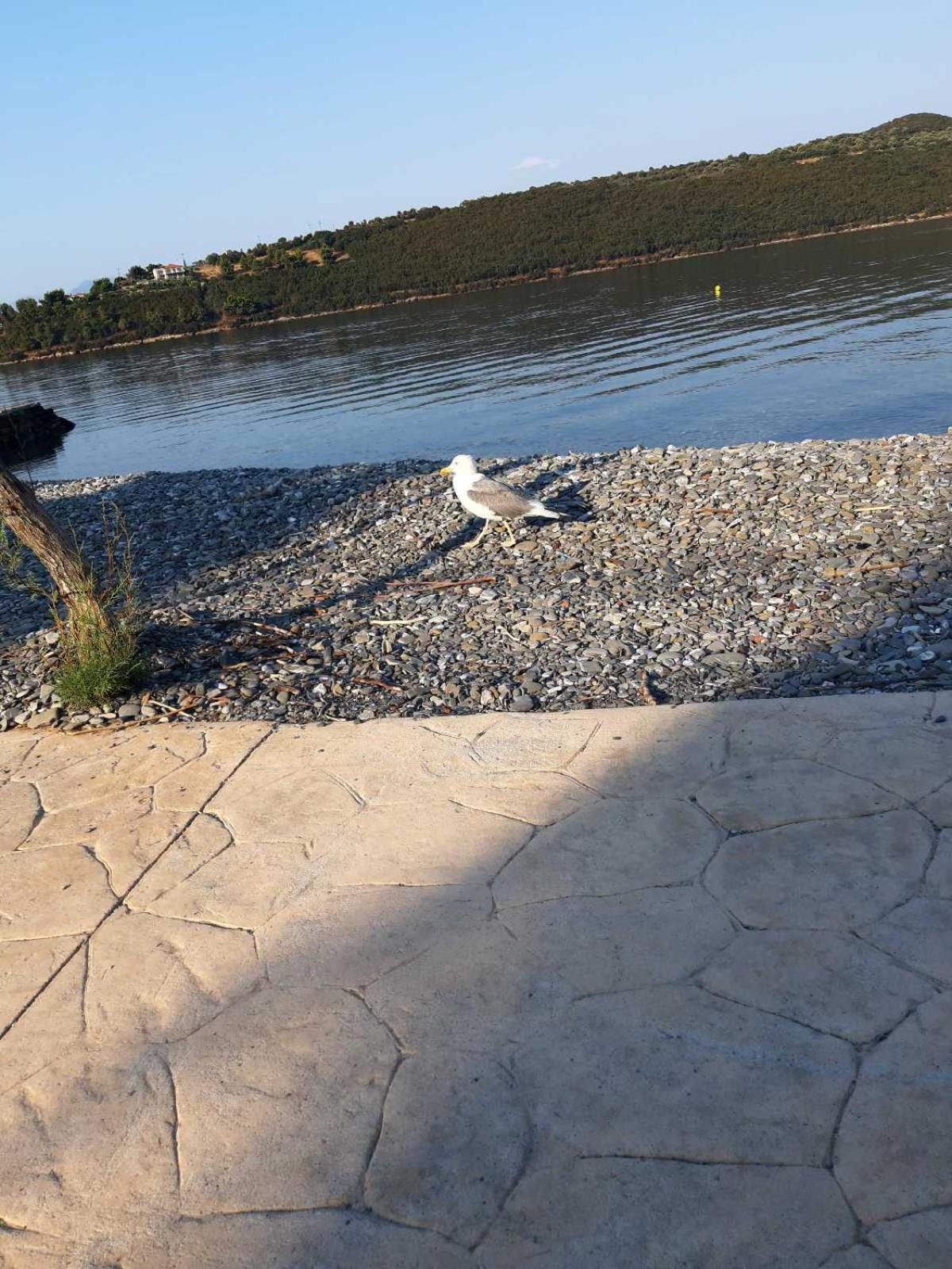 Glyfada'S Family Apartment Glyfada  المظهر الخارجي الصورة